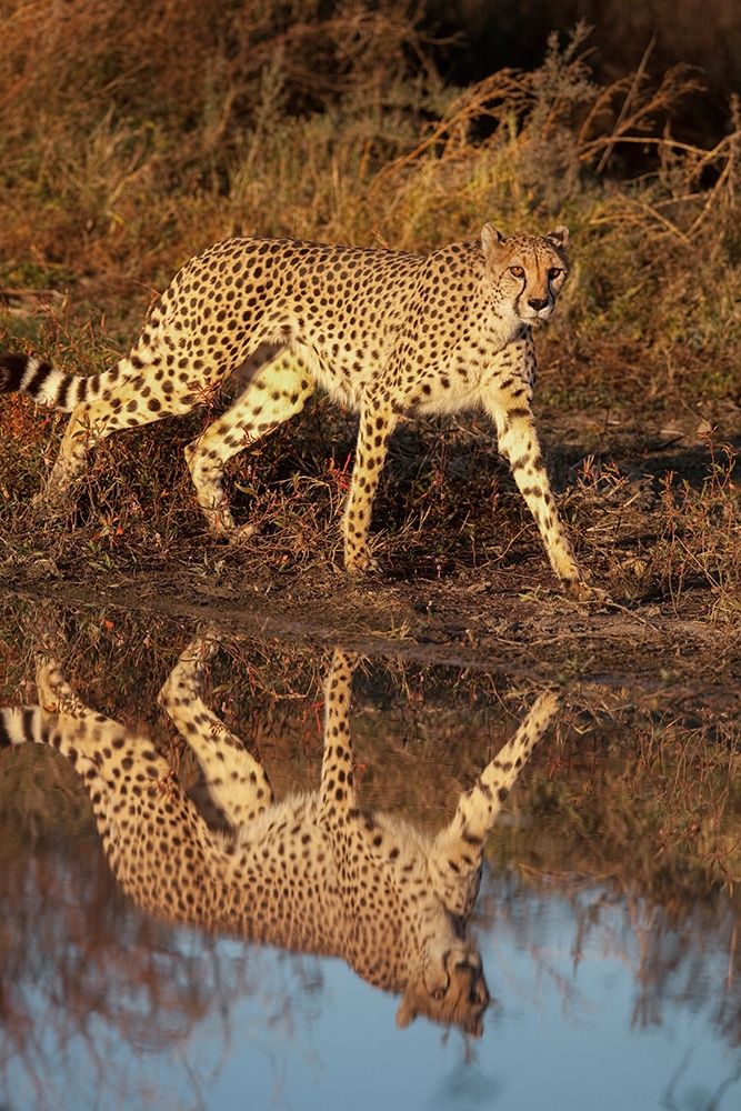 Namibia Adult cheetah reflecting in water art print by Jaynes Gallery for $57.95 CAD